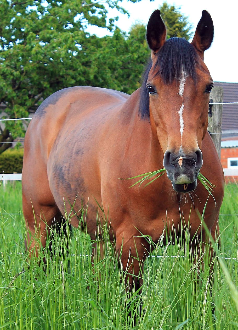 horse, eats, grass, eat grass, pasture, paddock, coupling, graze HD wallpaper