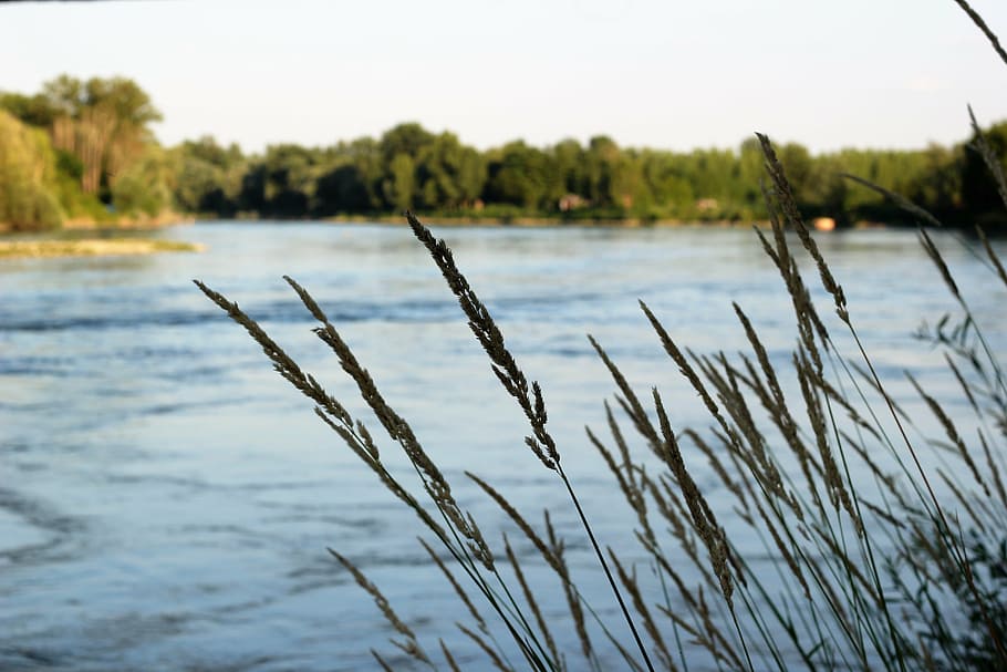 river, water, stream, grass, evening, outdoor, rural, plant HD wallpaper