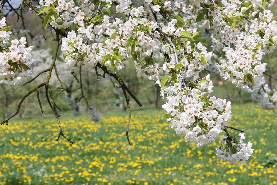 cherries, cherry blossom, flower, flowering plant, freshness HD wallpaper