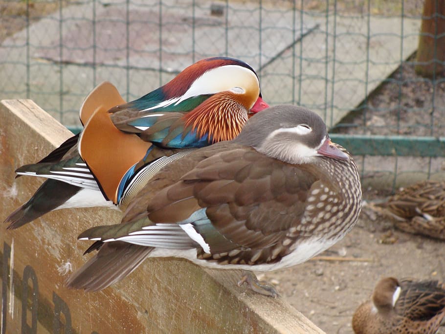 mandarin ducks, pair, water bird, animal, color, ornamental poultry HD wallpaper