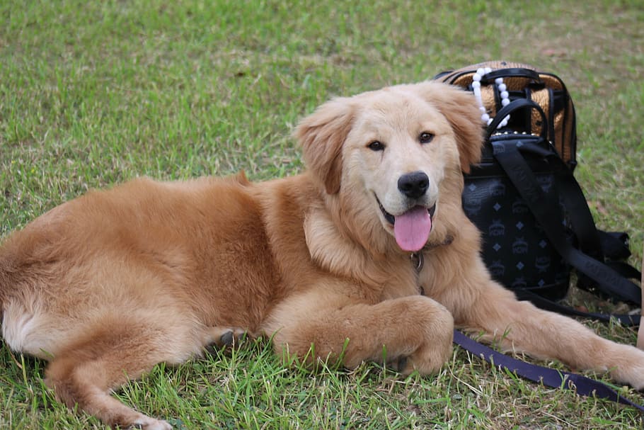 animals, nature, dogs, canine, pets, domestic, domestic animals HD wallpaper