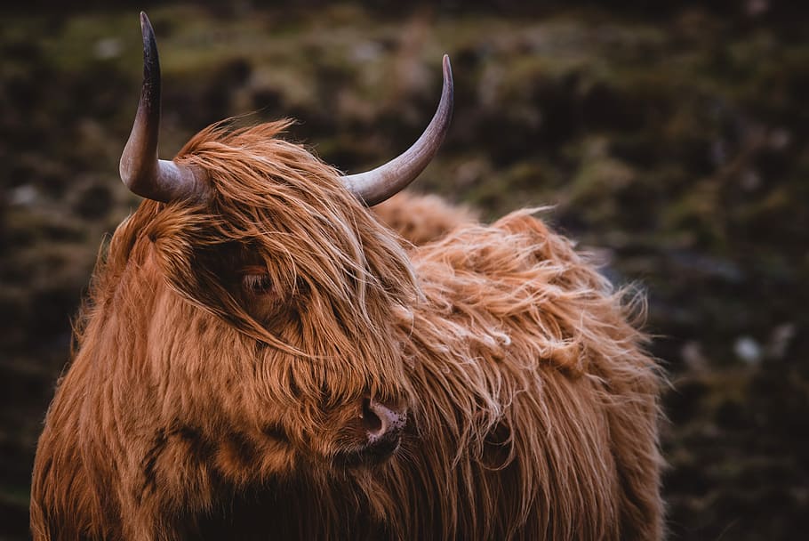 selective focus photo of brown yak, brown highland cattle, cow