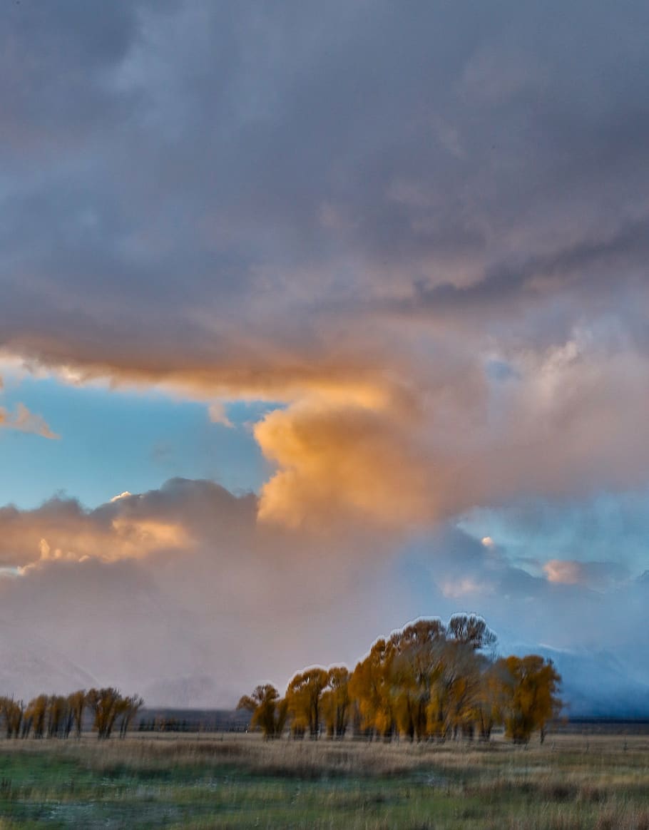 nature, landscape, trees, field, grass, clouds, cloud - sky HD wallpaper