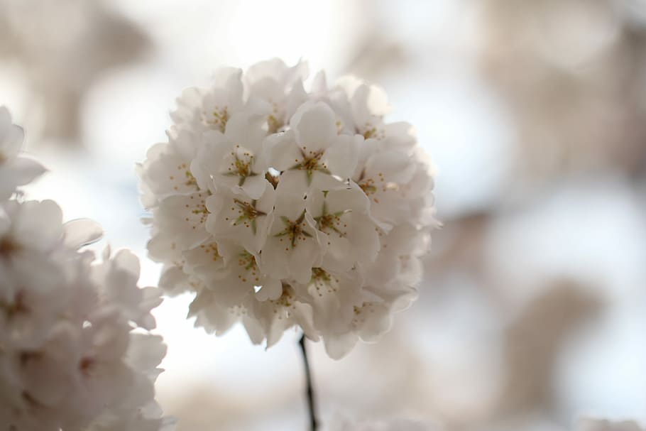 Flower, Blossom, Cherry, Spring, Spring, Bloom, floral, petal HD wallpaper