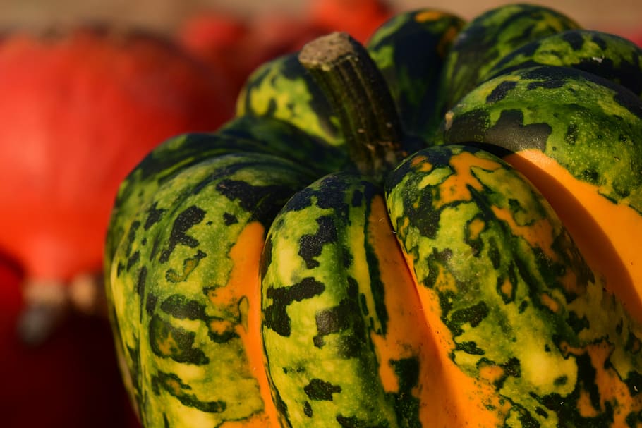 Pumpkin, Close, Yellow, Nature, autumn, gourd, pumpkins, decorative HD wallpaper