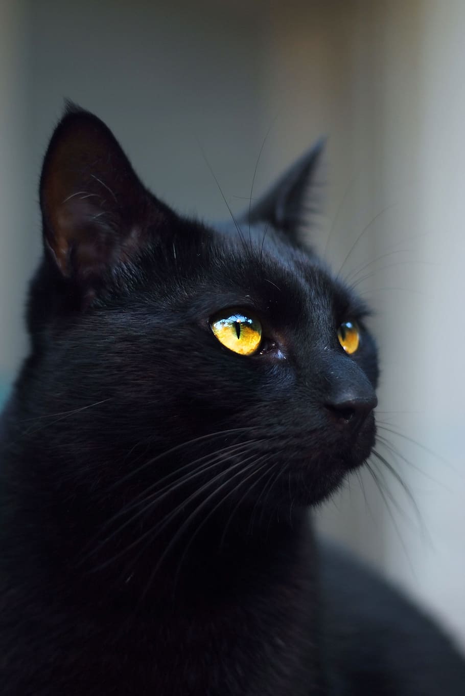 closeup photography of black cat, close up, bombay cat, kitty, HD wallpaper