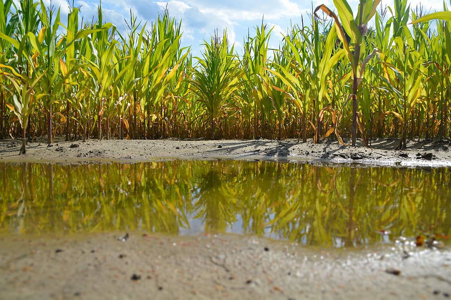 cornfield, puddle, lane, raining, food, plant, water, growth HD wallpaper