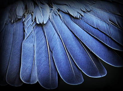 blue feathers in closeup photography, wing, macro, close-up HD wallpaper