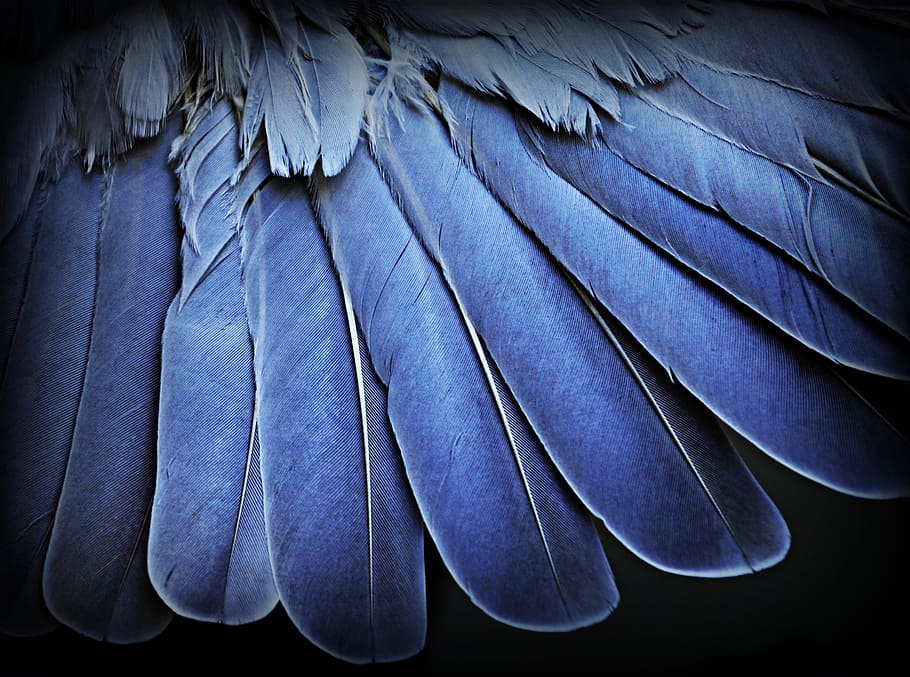 blue feathers in closeup photography, wing, macro, close-up HD wallpaper