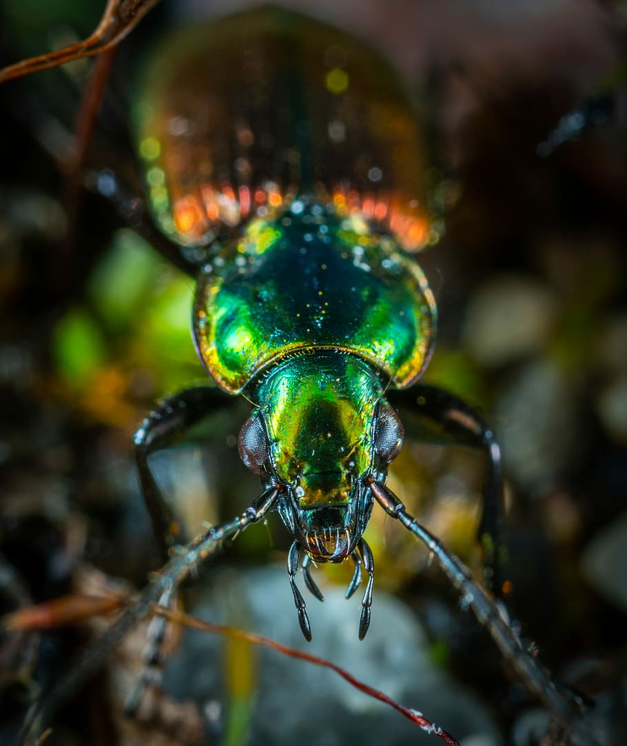 green and orange beetle, macro photography of green metallic beetle HD wallpaper