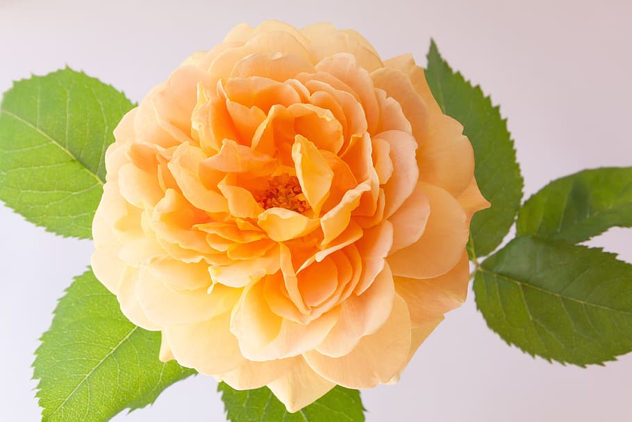 orange petaled flower, rose, composites, spring, summer, nature HD wallpaper