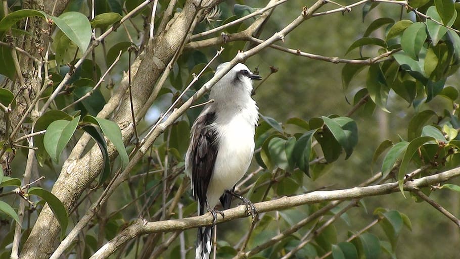 bird, tree, nature, flying, tropical birds, encyclopedia, environment HD wallpaper