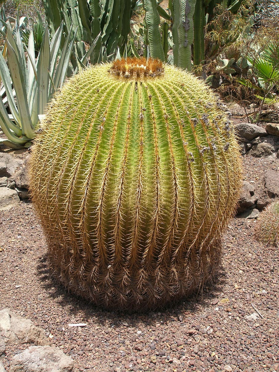 cactus, desert, nature, dry, pointed, about, plant, succulent plant HD wallpaper