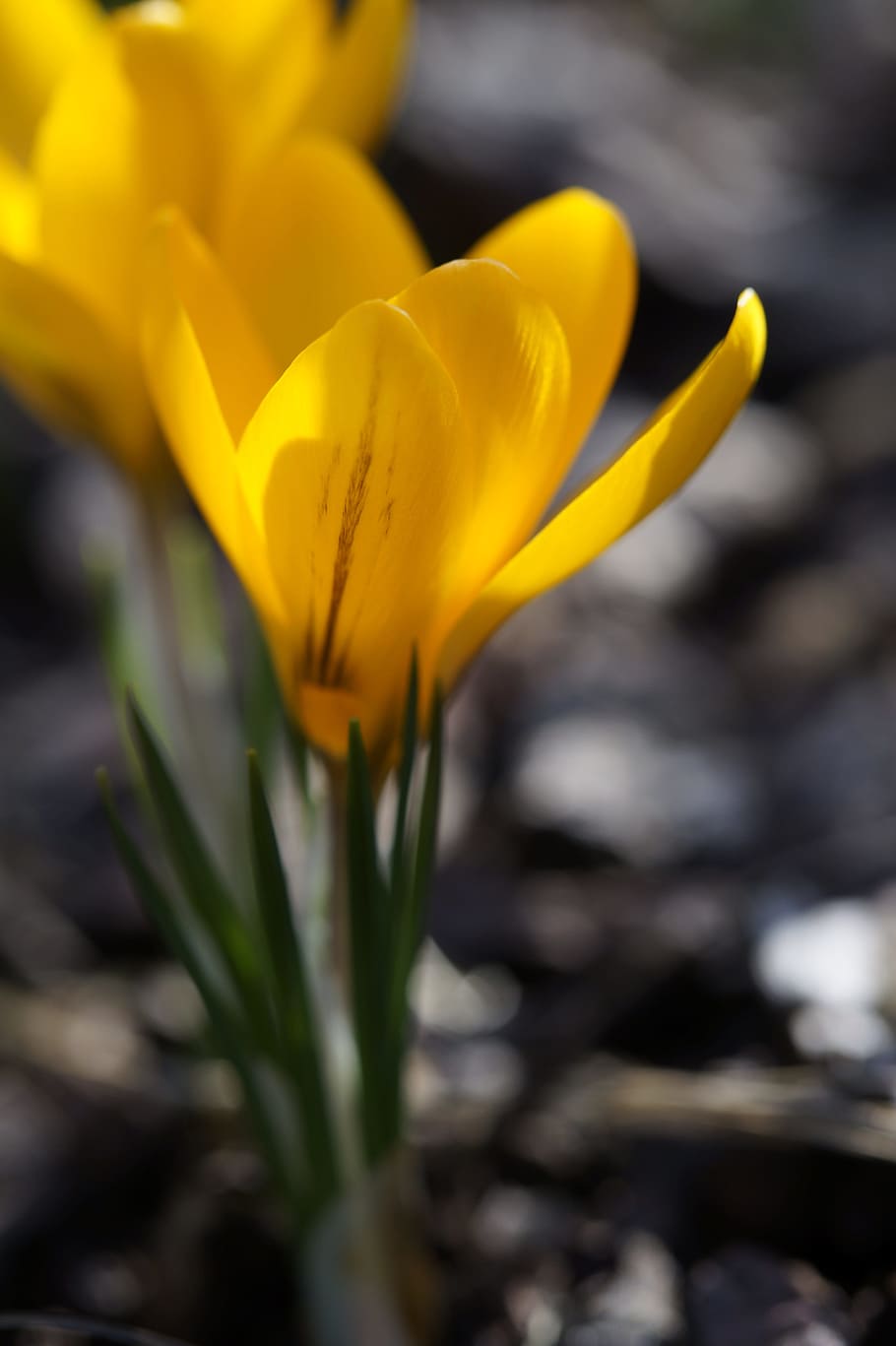 Crocus, Cup, Blossom, Bloom, Calyx, plant, flower, yellow, early bloomer HD wallpaper