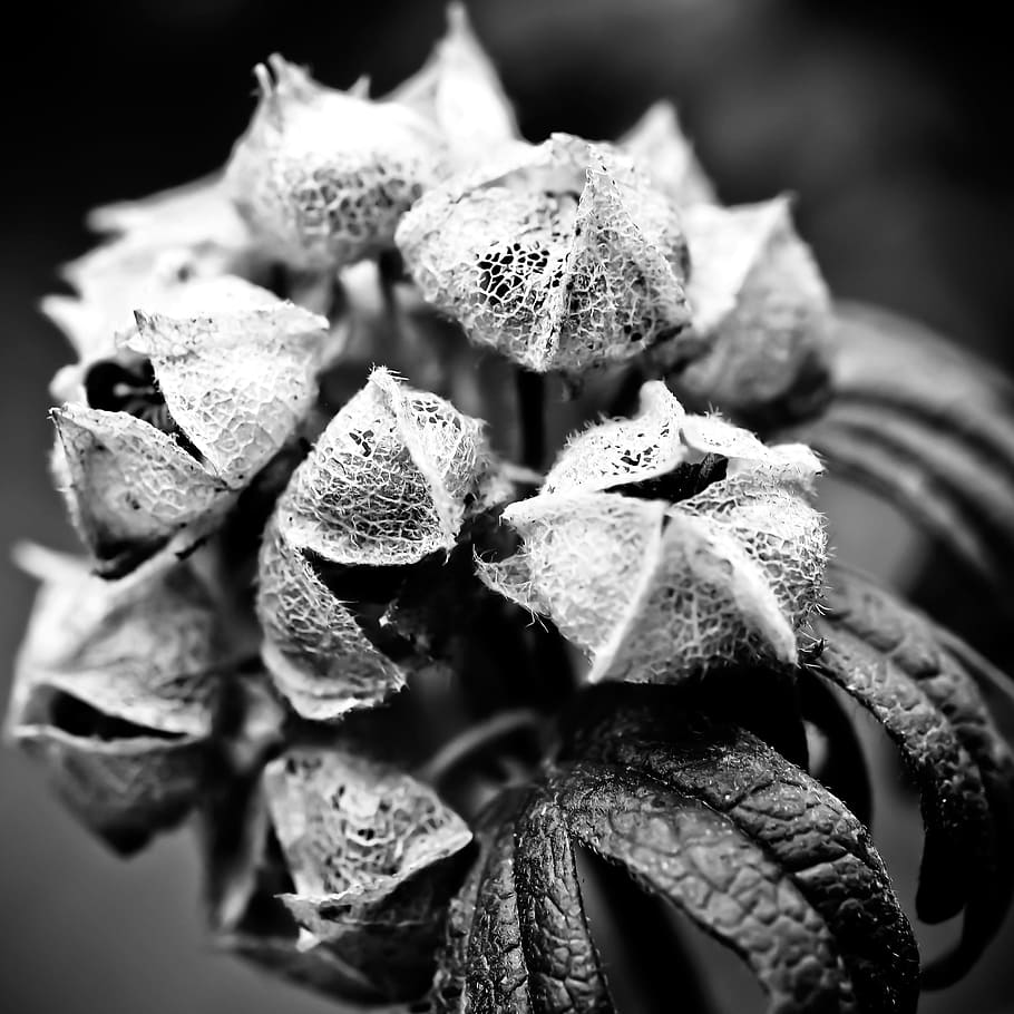 Hydrangea, Flower, Garden, Nature, Close, plant, macro, wild flower HD wallpaper