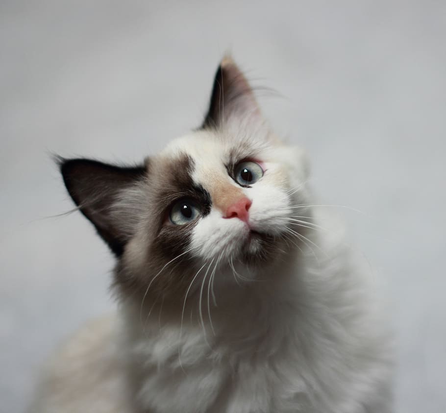 short-coated white and gray cat, kitten, cute, feline, kitty, HD wallpaper
