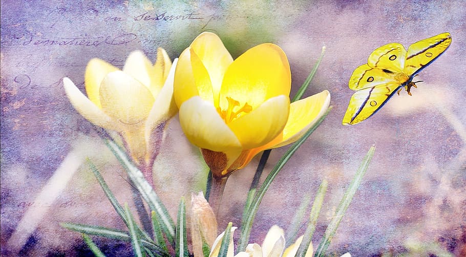 crocus, flower, plant, blossom, bloom, butterfly, yellow, sweet, HD wallpaper