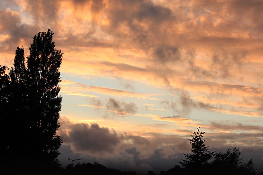 Plants, Trees, Silhouettes, Dark, black, flora, cloudy, sky HD wallpaper