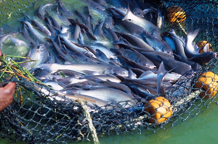 gray fish in blue fish net, Fresh, Caught, Catfish, Farm, harvest