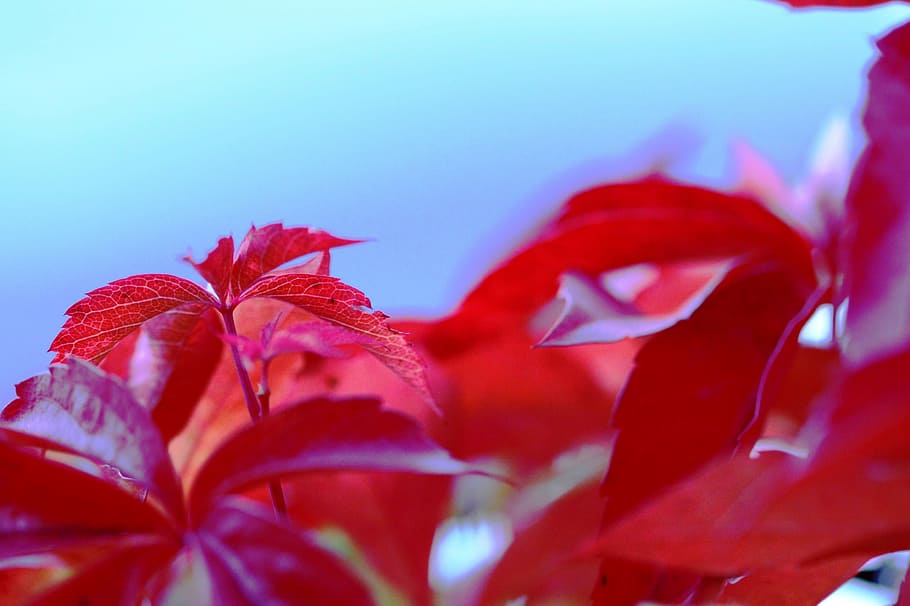 Leaves, Red, Violet, Wild, Seasonal, water, leaf, maple leaf HD wallpaper