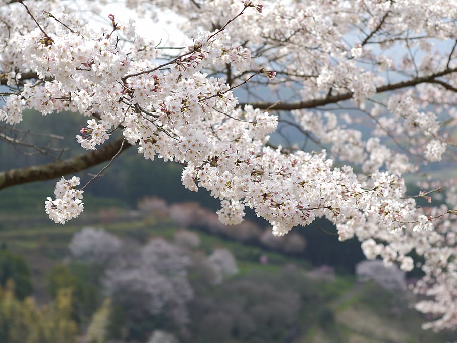 white petal flowering tree in bloom at daytime, japan, kumamoto HD wallpaper