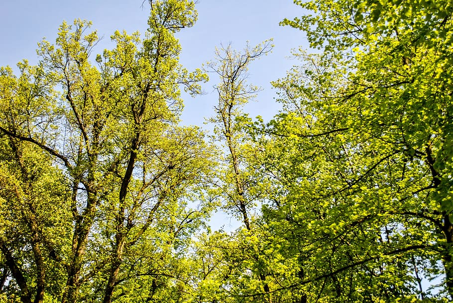 view, tree, forest, forests, sky, plant, low angle view, growth HD wallpaper