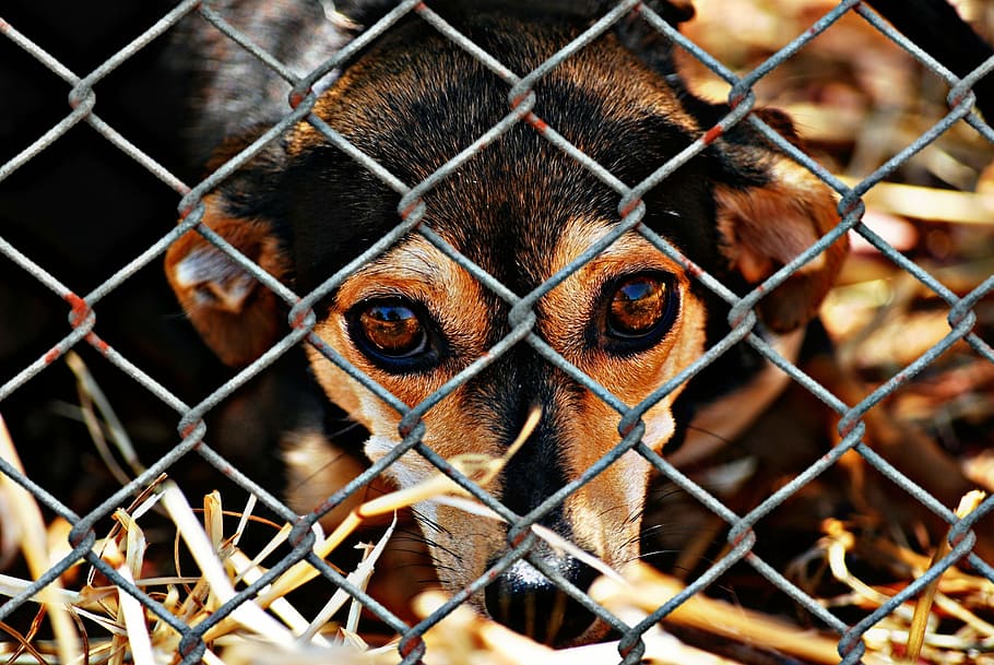 adult chihuahua looking in front of fence during daytime, animal welfare, HD wallpaper