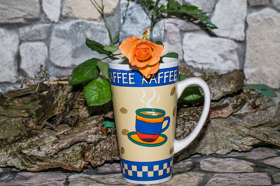 cup, rose, wall, h, mauck, plant, text, flower, nature, no people HD wallpaper