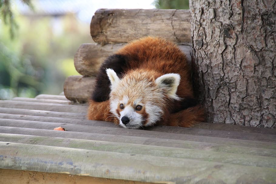 panda, park, zoo, cute, mammal, animal themes, one animal, animal wildlife HD wallpaper
