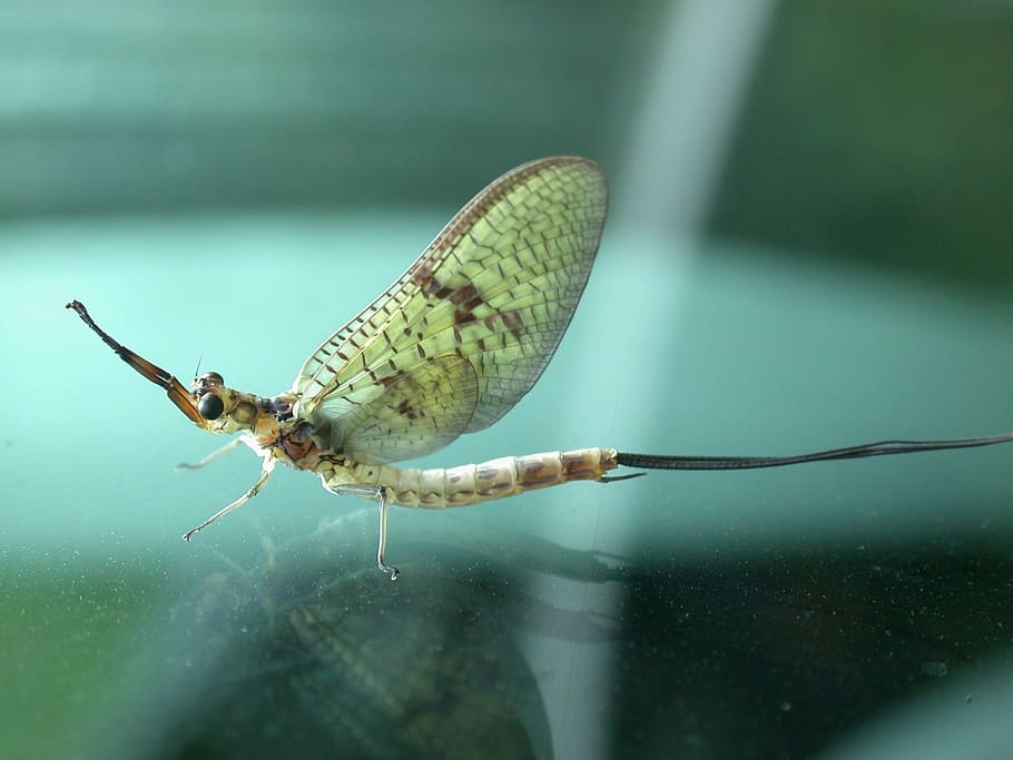 mayfly, insect, fly art, wing, spring, macro, animals in the wild, HD wallpaper