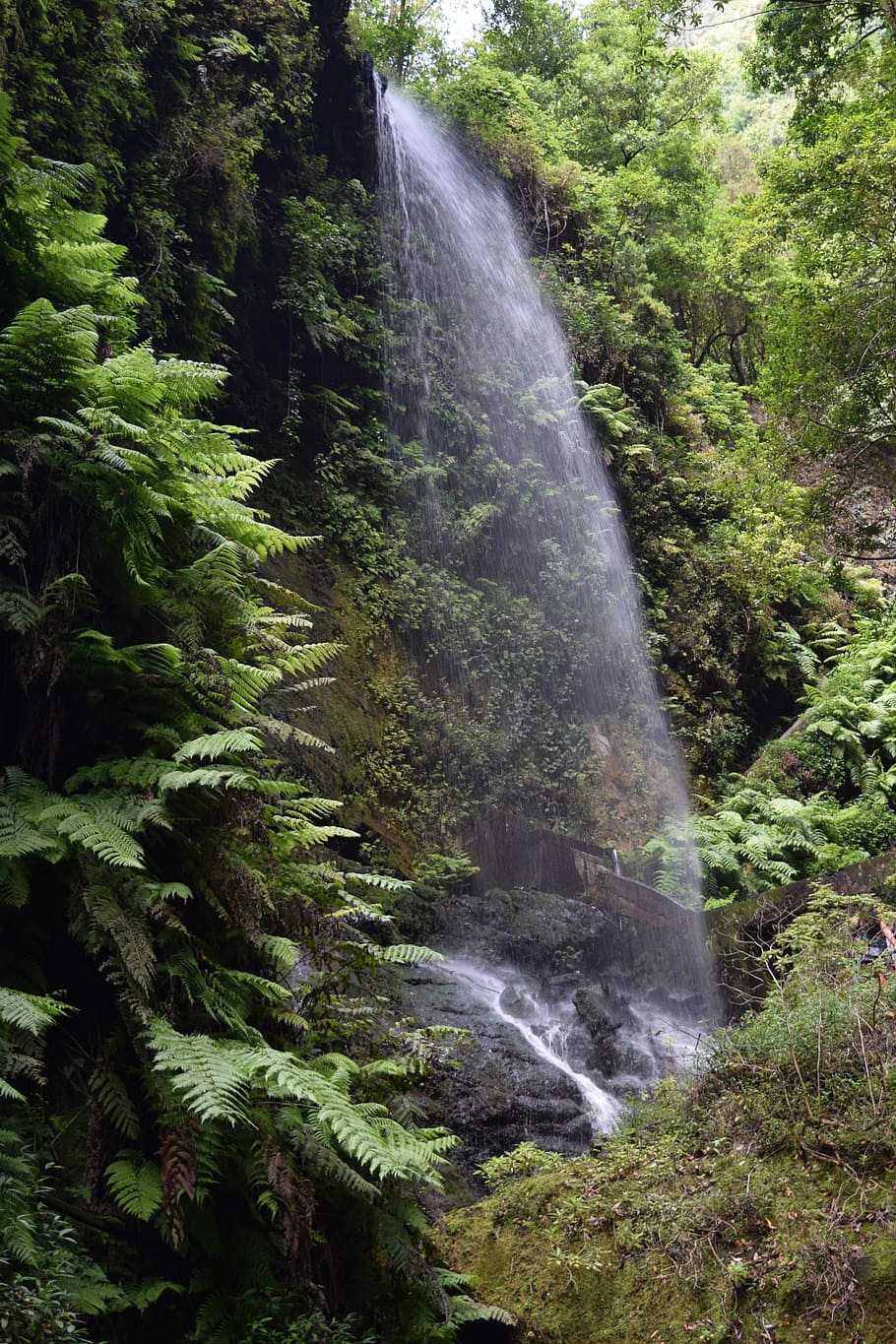 waterfall, nature, jungle, forest, tree, scenics - nature, plant HD wallpaper
