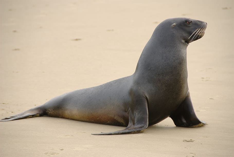 black seal on white sand, sea lion, beach, coast, new zealand, HD wallpaper
