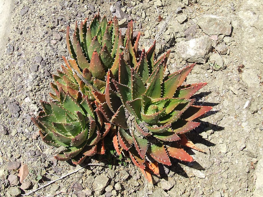 cactus, survival, stone, succulent plant, growth, nature, day HD wallpaper