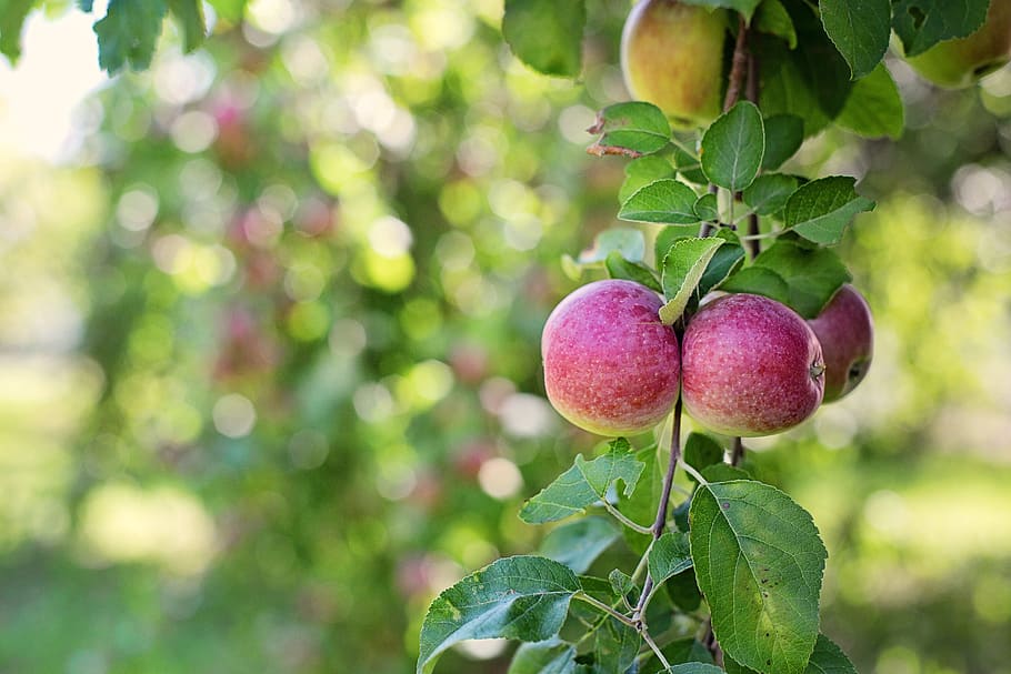 macro shot photo of round red fruits with green leaves, apples in tree HD wallpaper