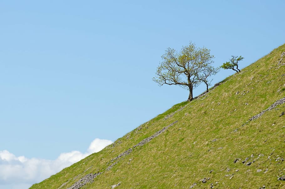 tree, trees, branch, branches, sky, blue, sun, cloud, north HD wallpaper