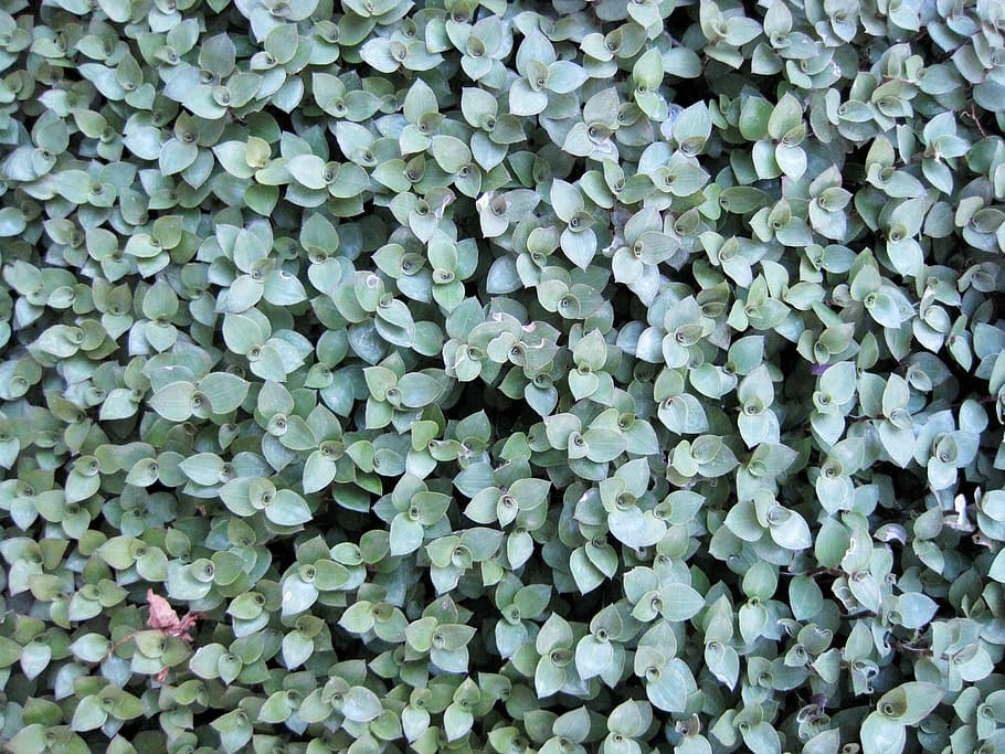 ground covering, green, light, dense, thick, leaves, small HD wallpaper