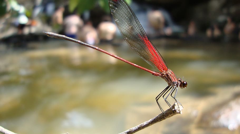 dragonfly, anisoptera, epiprocta, one animal, insect, animal wildlife HD wallpaper