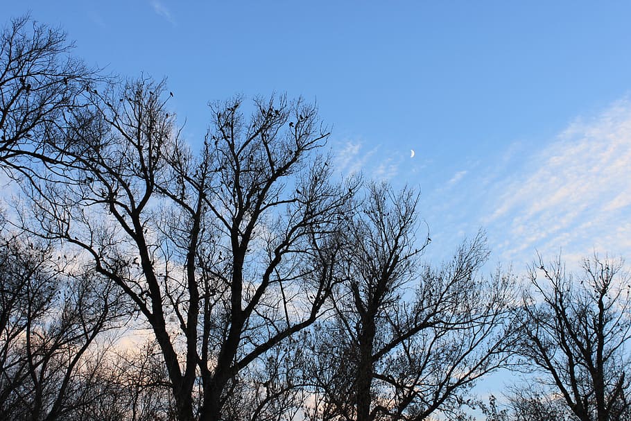 black, crows, fall, flock, moon, sky, trees, autumn, birds HD wallpaper