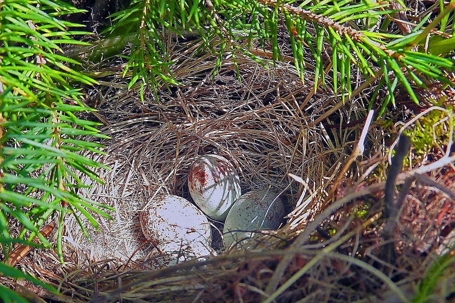 nest, bird, eggs, nature, wild life, meadow, forest, plant HD wallpaper