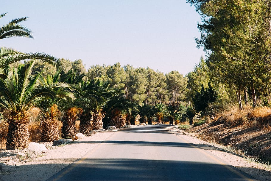 Road with palms, nature, tree, palm Tree, outdoors, no People HD wallpaper