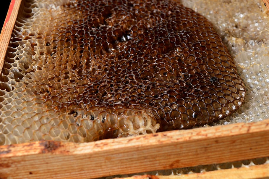 honeycomb, frames, wax, beekeepers need, animals in the wild HD wallpaper