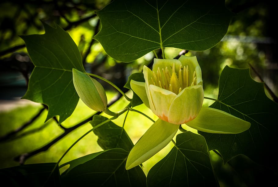 tulip tree, blossom, flower, spring, plant, plant part, leaf HD wallpaper