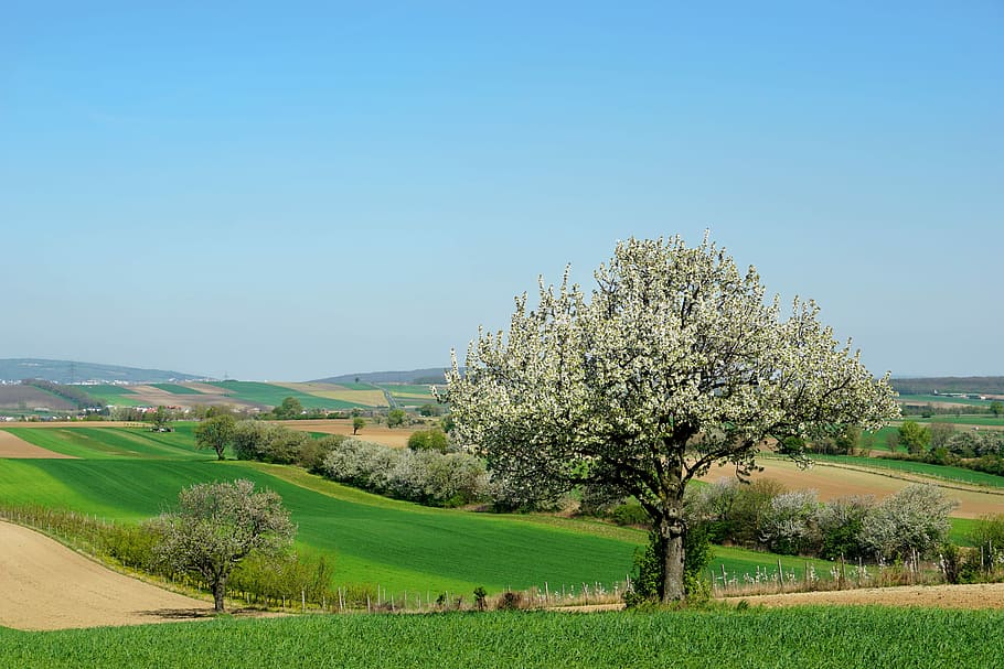 trees near green grass field, nature, cherry trees, blossom HD wallpaper