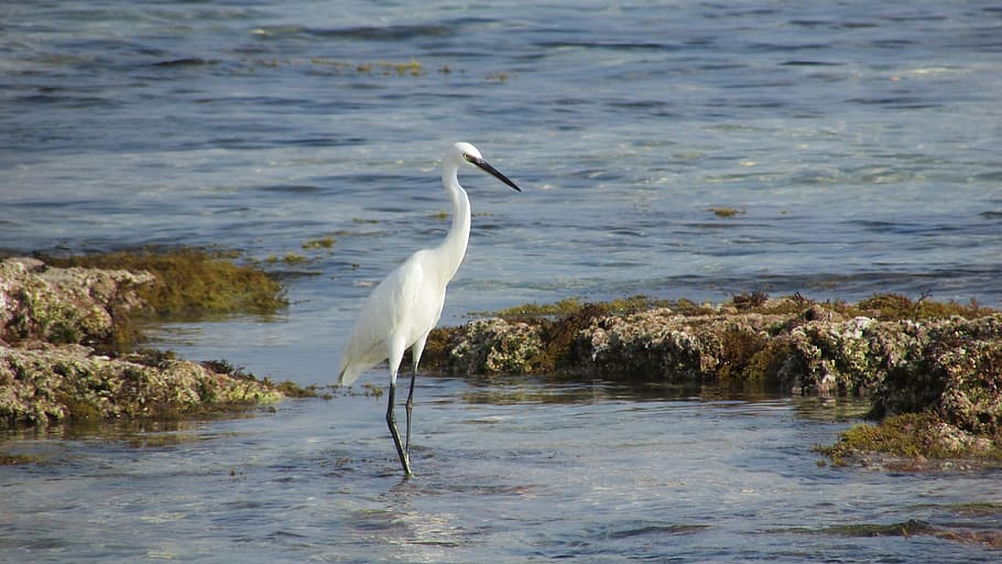Cyprus, Protaras, Heron, Nature, Bird, one animal, water, animals in the wild HD wallpaper