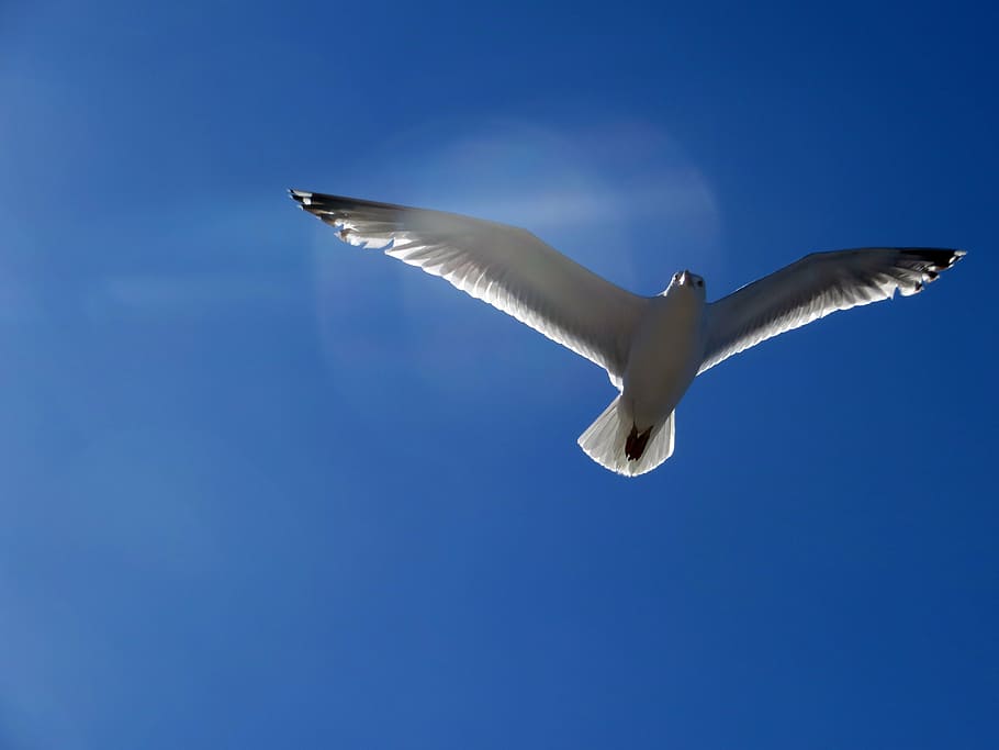 seagull, fly, glide, sail, elegant, bird, sky, wing, baltic sea HD wallpaper
