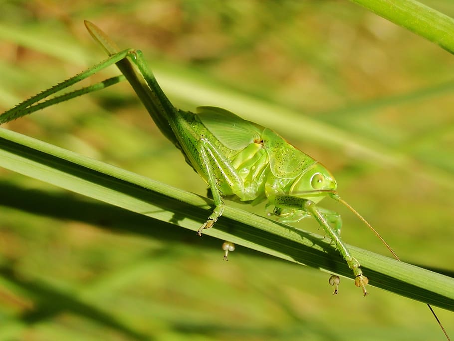 insect, grasshopper, nature, animals, grasshopper green, lawn HD wallpaper