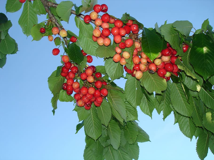 Cherries, Spring, Fruit, Tree, Cherry, wild cherry, food and drink HD wallpaper