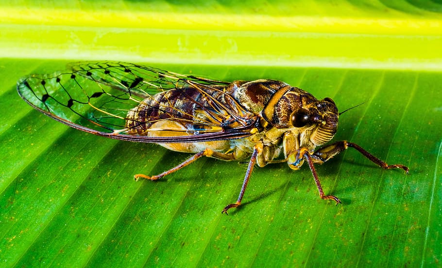 Insect, Whopper, Close, new insect, animal themes, animals in the wild HD wallpaper