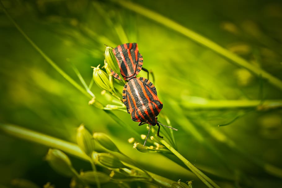 silphidae, insect, beetle, animal, tingling sensation, flowers HD wallpaper