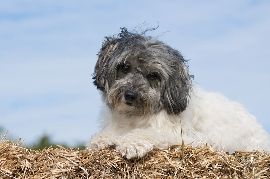white and black Polish Lowland Sheepdog during daytime, lowchen HD wallpaper